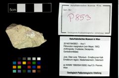 Foto (Objekt + Etikett) von Pithonoton marginatum (von Meyer, 1842)  (NHMW-GEO-2014-0194-0853)